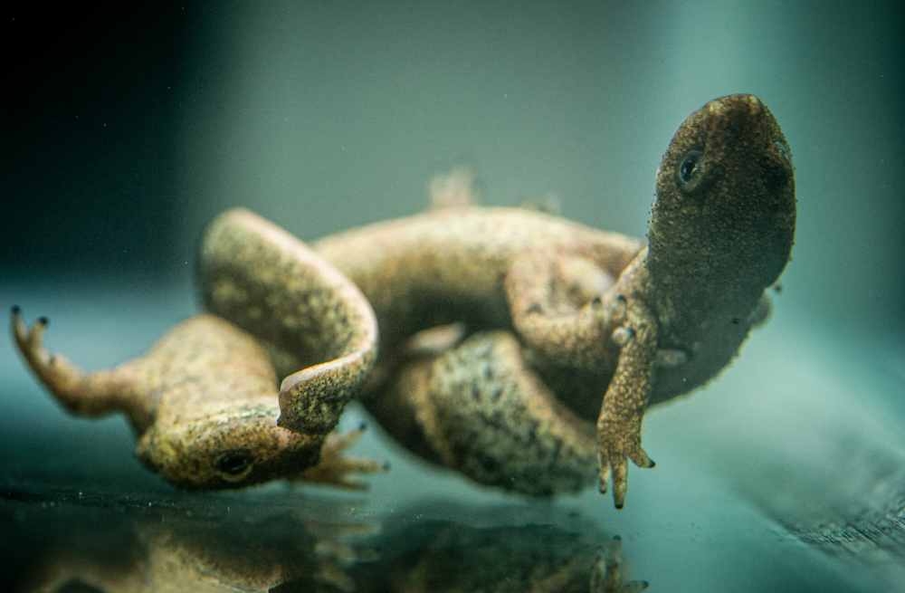 Two newts entwined mid-mating